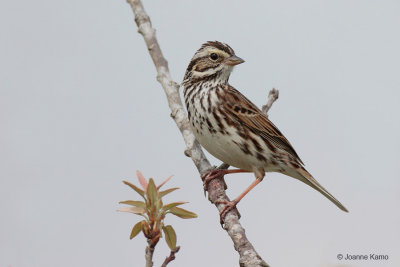 Savannah Sparrow