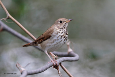 Hermit Thrush