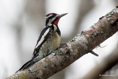 Yellow-bellied Sapsucker