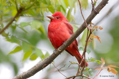 Summer Tanager