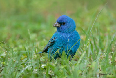 Indigo Bunting
