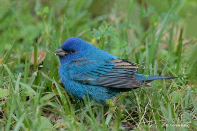 Indigo Bunting