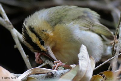 Worm-eating Warbler Prying Worm from Bagworm-like Casing