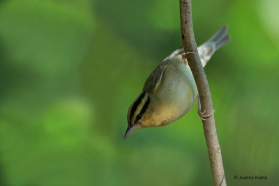 Worm-eating Warbler