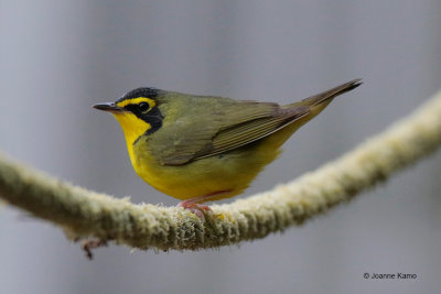 Kentucky Warbler