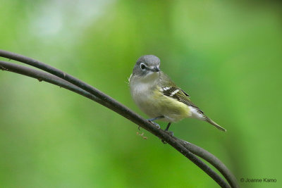 Blue-headed Vireo