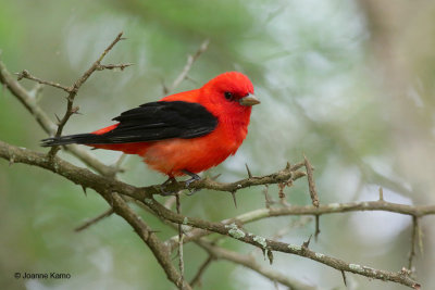 Scarlet Tanager