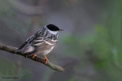 Blackpoll Warbler