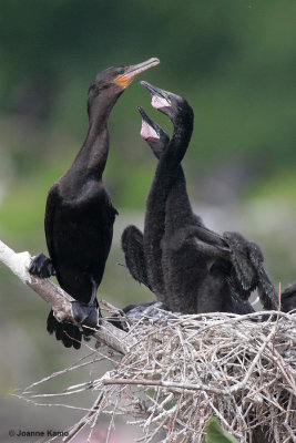 Neotropic Cormorants 