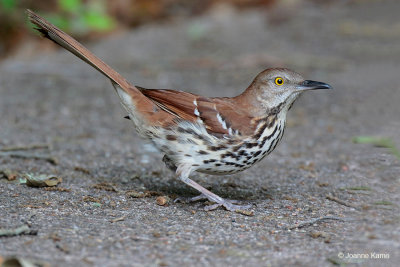 Brown Thrasher