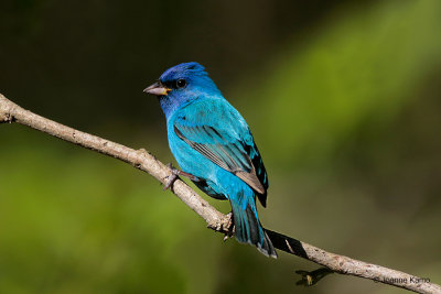 Indigo Bunting