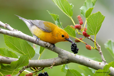 Prothonotary Warbler