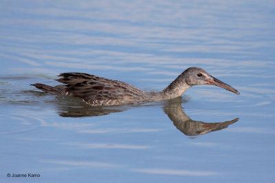 Clapper Rail