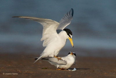 Least Terns - 3. What to Do?