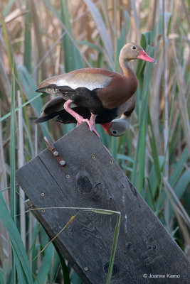 Black-bellied Whistling Ducks - Fallen Nest Box