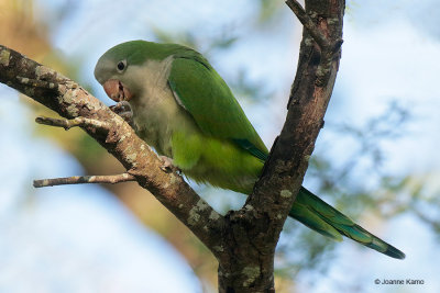 Monk Parakeet