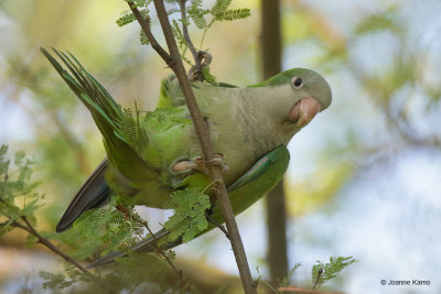 Monk Parakeet - Invasive