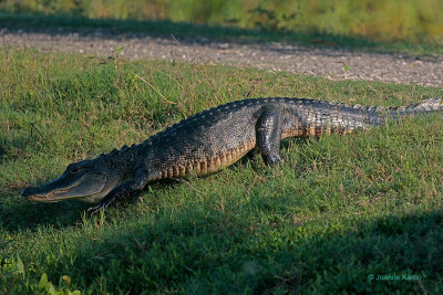 American Alligator -crossing road