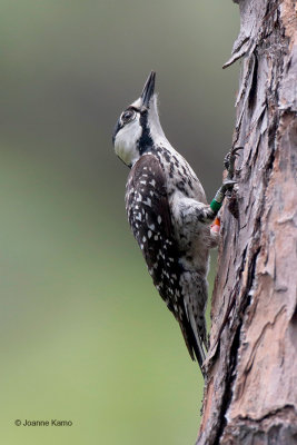 Red-Cockaded Woodpecker