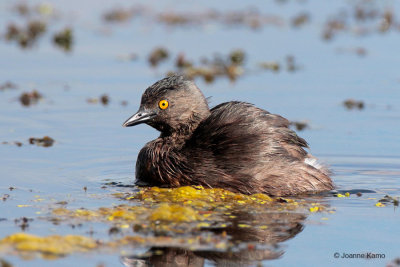 Least Grebe