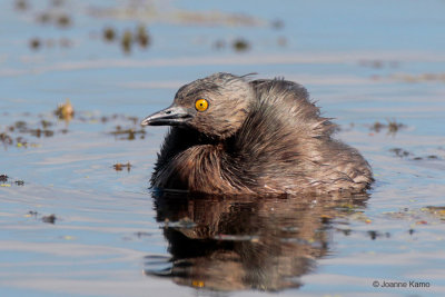 Least Grebe