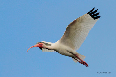 White Ibis