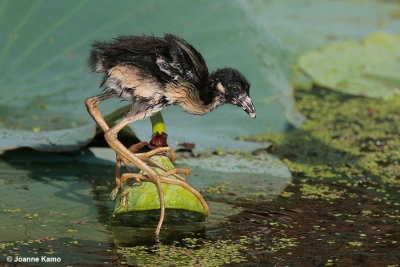 Purple Gallinule - juve on lotus