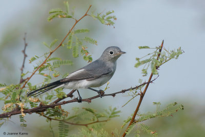 Blue-gray Gnatcatcher