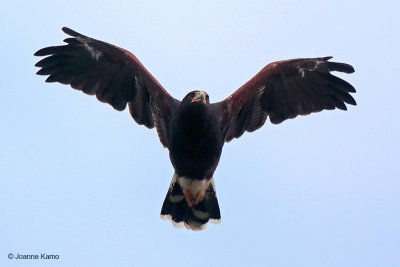 Harris's Hawk