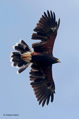 Harris's Hawk