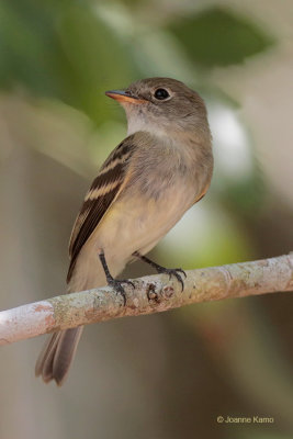 Least Flycatcher