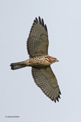 broad-winged_hawk