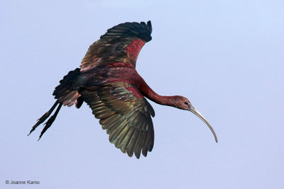 White-faced Ibis