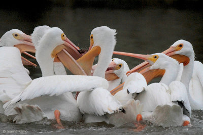 American White Pelicans - food fight