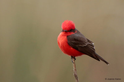 Vermillion Flycatcher