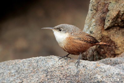 Canyon Wren