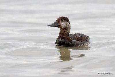 Black Scoter