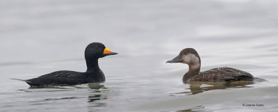 Black Scoter