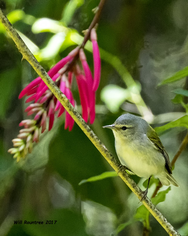 5F1A0356 Tennessee Warbler LC.jpg