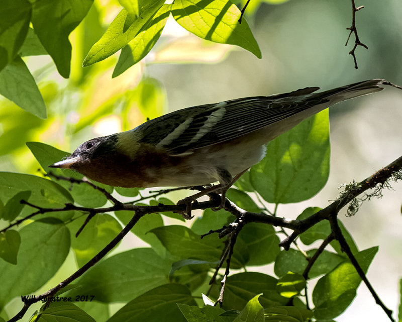 5F1A0608 Bay-breasted Warbler LC.jpg