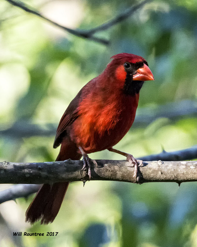 5F1A1128 Northern Cardinal m Q.jpg