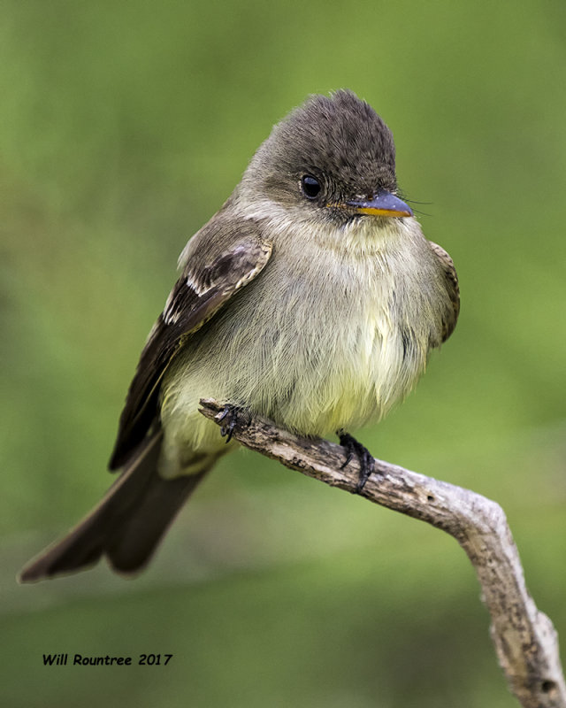 5F1A1693 Eastern Wood Pewee Q.jpg