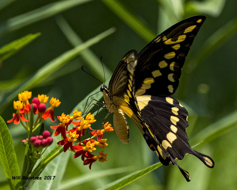 5F1A4209 Giant Swallowtail.jpg