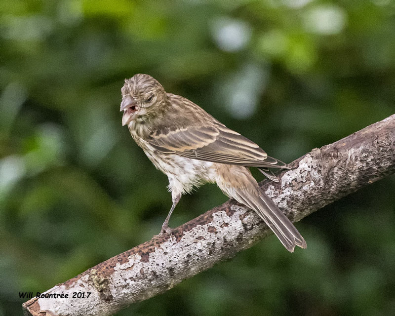 5F1A4998 young House Finch.jpg