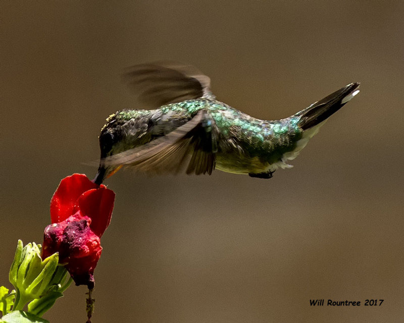 5F1A7165 Ruby-throated Hummingbird.jpg