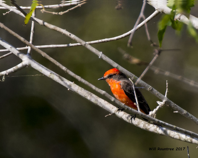 5F1A8762 Vermillion Flycatcher.jpg