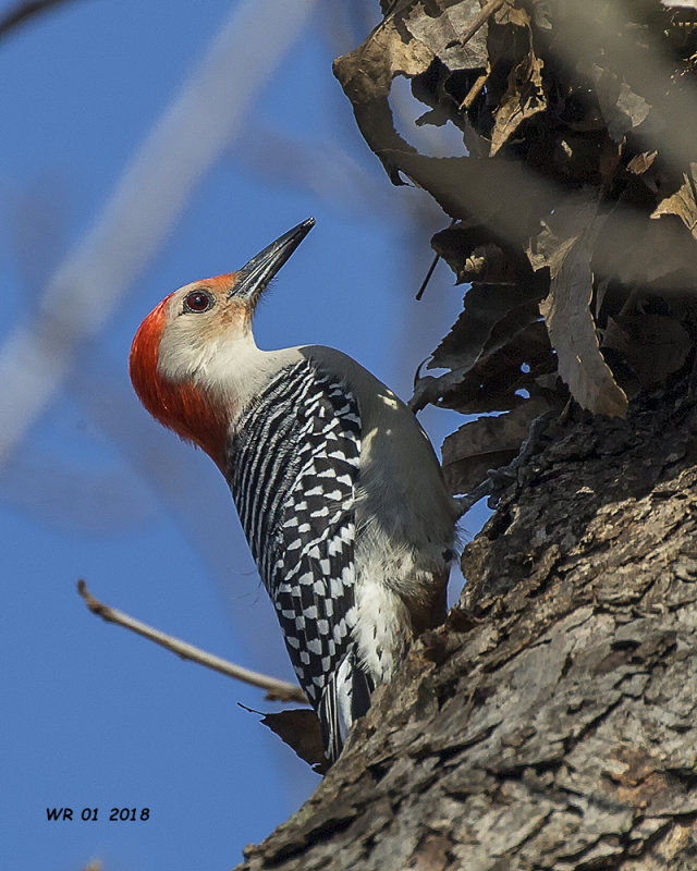 5F1A0953 Red-bellied Woodpecker.jpg