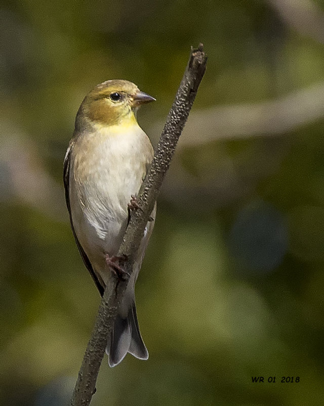 5F1A1114 American Goldfinch.jpg