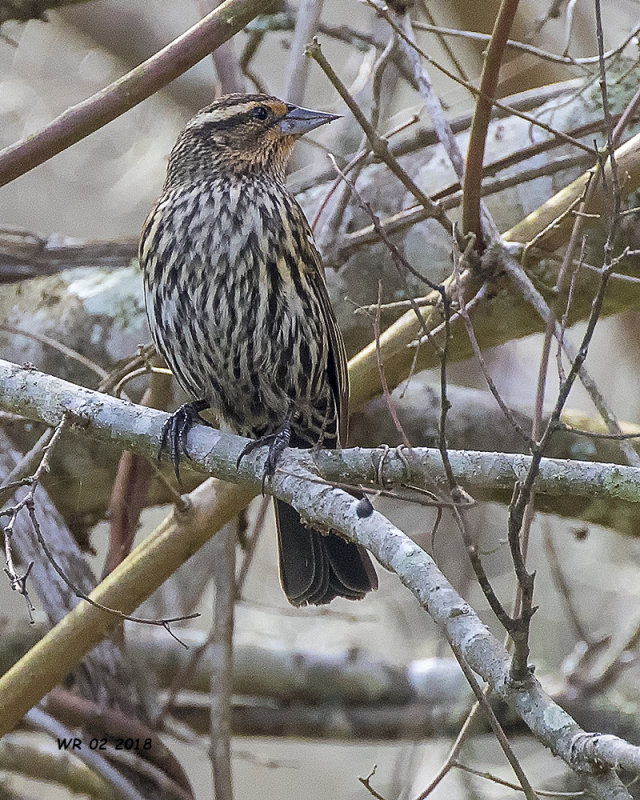 5F1A1784 Red-winged Blackbird f.jpg