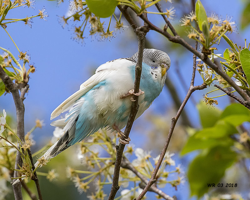 5F1A2259 Australian budgerigar.jpg